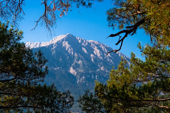 Tableau  Vue des montagnes depuis l'arrière des arbres