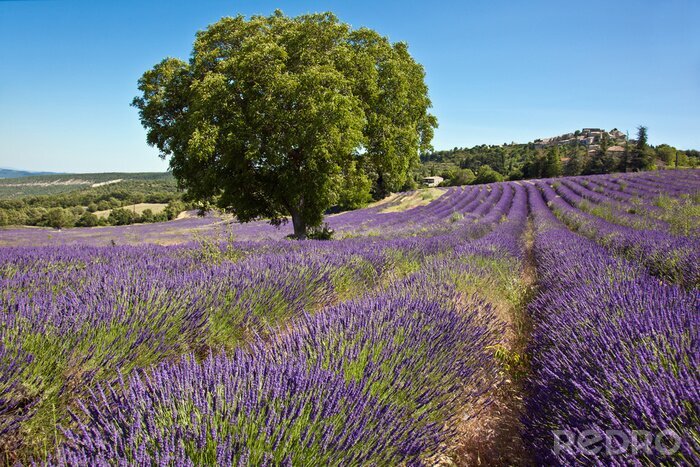 Tableau  Vue sur la lavande et les arbres