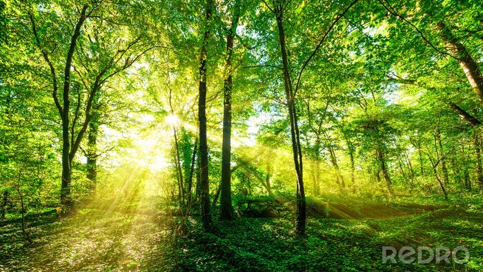 Tableau  Wald Panorama im goldenen Sonnenschein