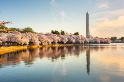 Tableau  Washington DC, USA in Spring