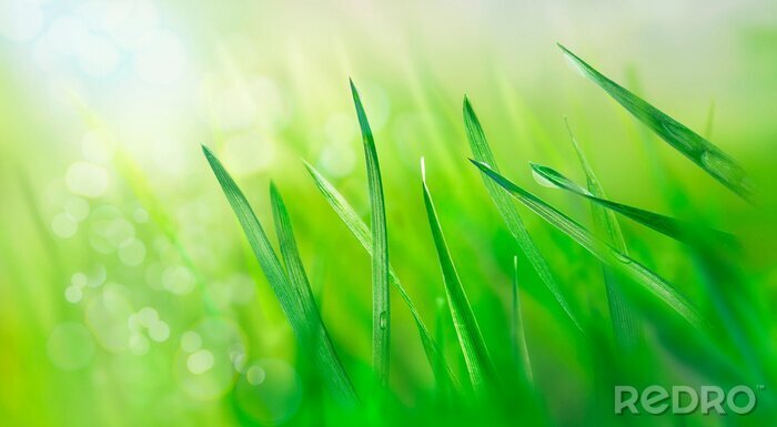 Tableau  Water drops on fresh grass leaves. Spring landscape. Green meadow in the rays of the rising sun. Nature background. Macro photo.