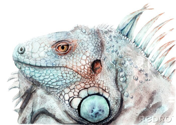 Tableau  watercolor drawing of animal - color iguana, sketch
