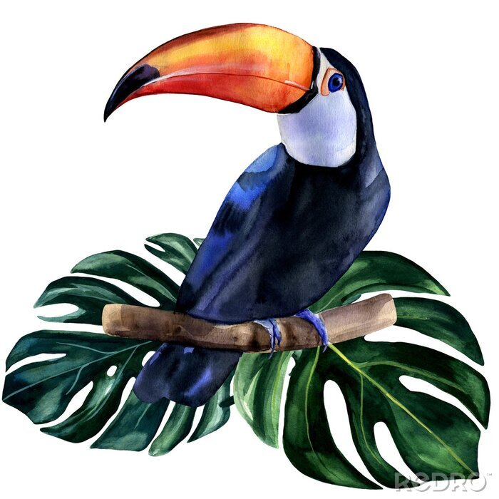 Tableau  Watercolor hand painted colorful realistic illustration of toucan bird with monstera leaves. Bright tropical composition is perfect for invitation for thematic wedding or party.