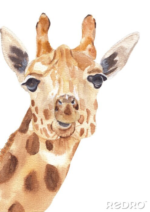 Tableau  Watercolor safari animals portraits close ups: giraffe. Hand drawn hand painted posters great for wall design, pattern element, nursery decor, play room design 
