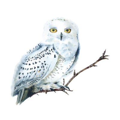 Tableau  Watercolor white polar owl isolated, Arctic bird. North fauna Illustration. Poster, wall-art. Scandinavian style. Winter prints. 