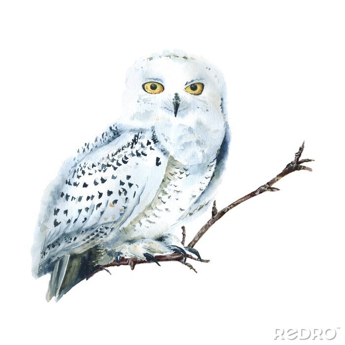 Tableau  Watercolor white polar owl isolated, Arctic bird. North fauna Illustration. Poster, wall-art. Scandinavian style. Winter prints. 