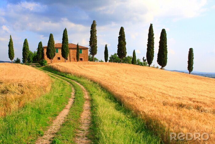 Tableau  Way, cyprès, maison, ciel de nuages, Toscane, Italie