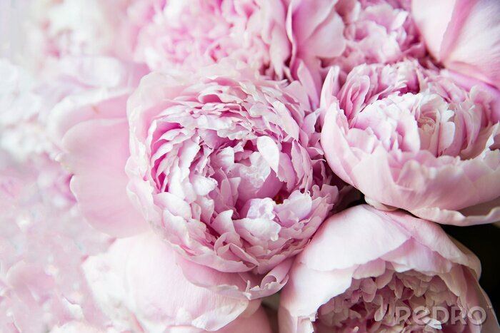Tableau  White and pink peonies. Background, wallpaper..