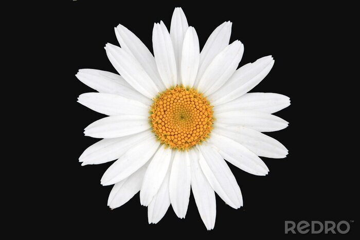 Tableau  White and yellow daisy isolated with black background