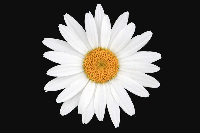 Tableau  White and yellow daisy isolated with black background