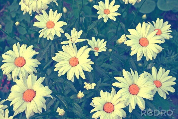 Tableau  White bright daisy flowers on a background of the summer landscape.