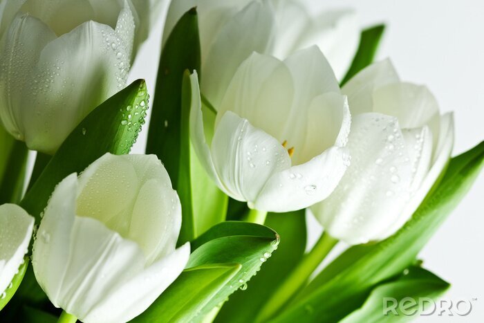 Tableau  white Tulips