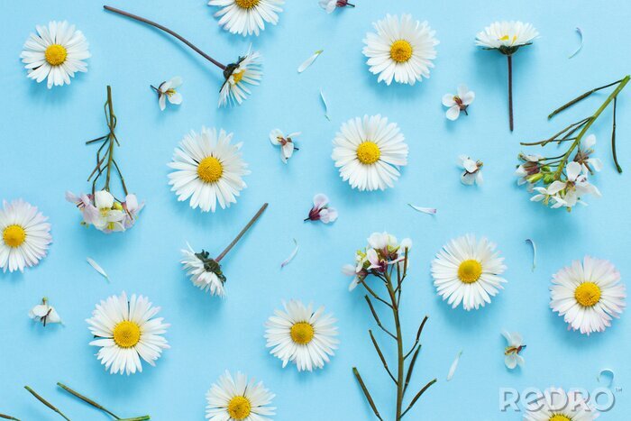 Tableau  White wild flowers on a light blue background
