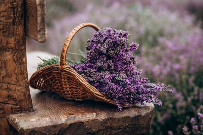 Tableau  Wicker basket of freshly cut lavender flowers on a natural wooden bench among a field of lavender bushes. The concept of spa, aromatherapy, cosmetology. Soft selective focus.