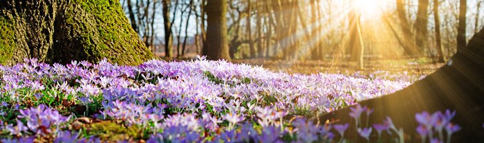 Tableau  Wiese mit zarten Blumen im Frühling