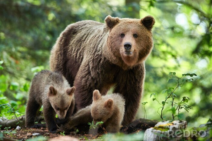 Tableau  Wild brown bear (Ursus arctos) close up