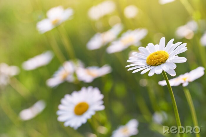Tableau  Wild daisy flowers growing on meadow. Warm sunny defocused natural background.