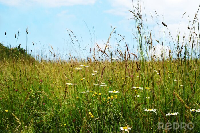 Tableau  Wild Flowers Among Long Grasses in Summer