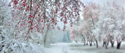Tableau  Winter city park at snowfall with red wild apple trees