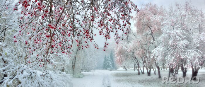 Tableau  Winter city park at snowfall with red wild apple trees