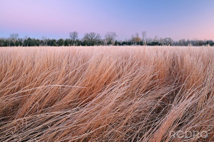 Tableau  Winter landscape of frosted tall grass prairie at dawn, Fort Custer State Park, Michigan, USA