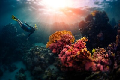 Tableau  Woman freediver swims underwater and explores vivid coral reefs. Tilt shift effect applied