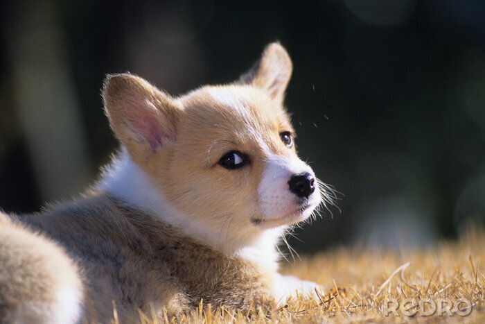 Tableau  ウ ェ ル シ ュ · コ ー ギ ー · ペ ン ブ ロ ー ク