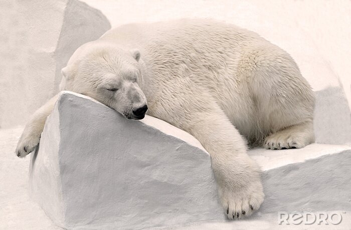 Tableau  Белый медведь спит.