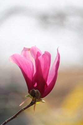 Tableau  モクレン の 花