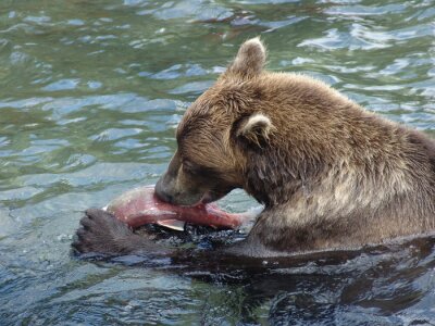 Tableau  Медведь поймал рыбу