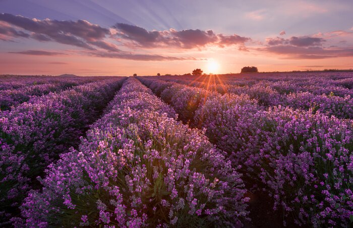Tableau  Champs de lavande. Belle image du champ de lavande. Le paysage du coucher de soleil d'été, des couleurs contrastées. Nuages ​​sombres, coucher de soleil dramatique.