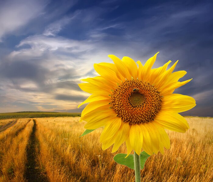 Tableau  Tournesol sur fond de nuages ​​d'orage