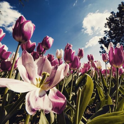 Tableau  Tulipes sur fond de nuages ​​blancs