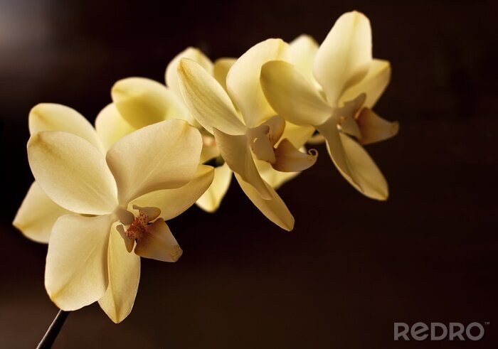 Tableau  yellow orchid flowers