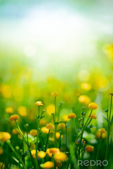 Tableau  Yellow spring flowers on green meadow background 