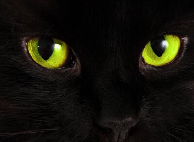Tableau  Yeux de chat noir