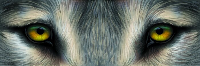 Tableau  Yeux de loup