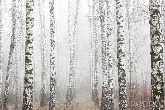Tableau  Young birches with black and white birch bark in spring in birch grove against background of other birches in foggy weather 